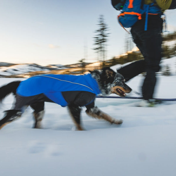A woman skis with her dog in the snow