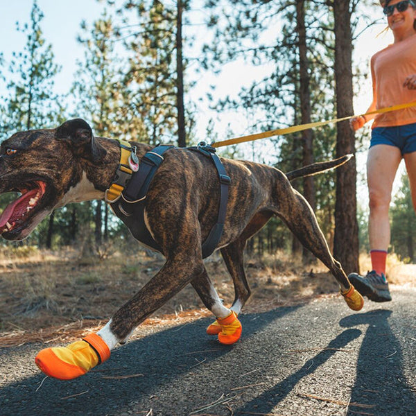 A woman runs with her dog in the sun