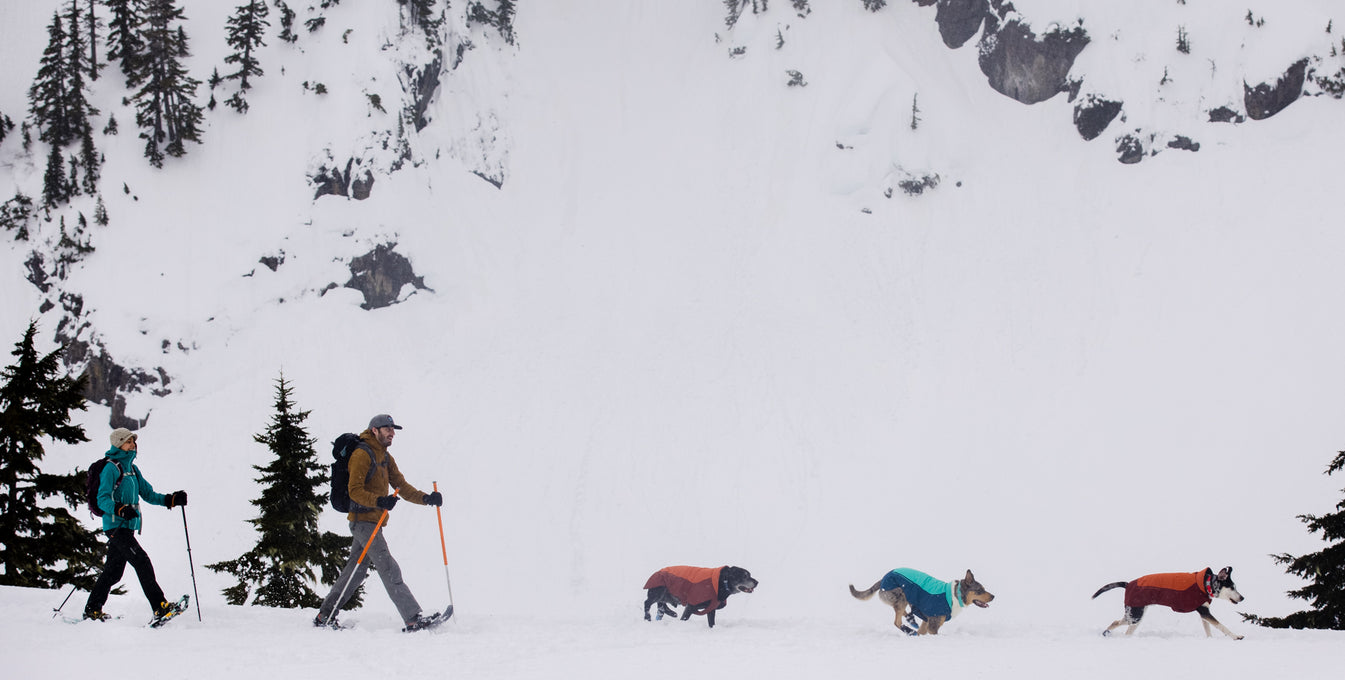 Two humans and three dogs in vert winter dog jackets ski near Mt Baker.