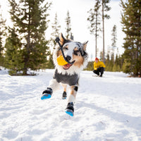 A dog plays with his toy in the snow while wearing Ruffwear Polar Trex™ Dog Boots. 