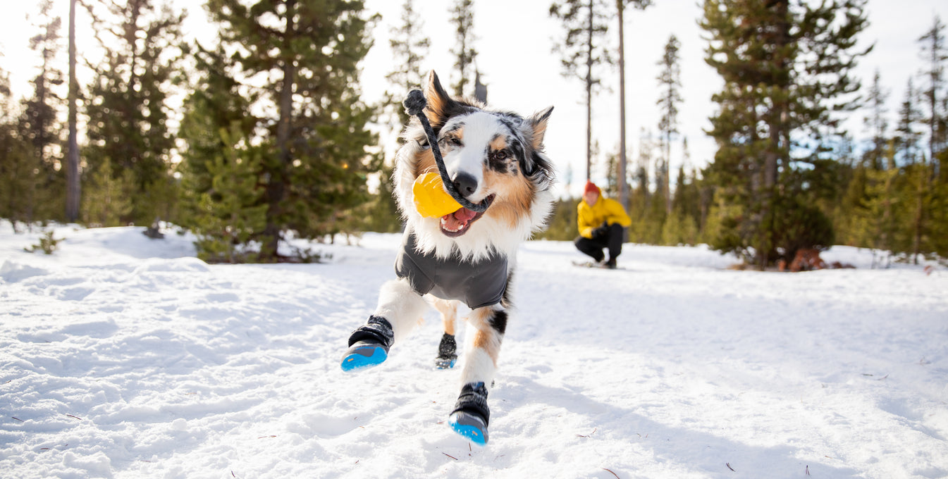 A dog plays with his toy in the snow while wearing Ruffwear Polar Trex™ Dog Boots. 