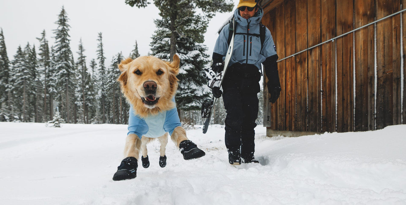 A dog bounces in the snow wearing boots