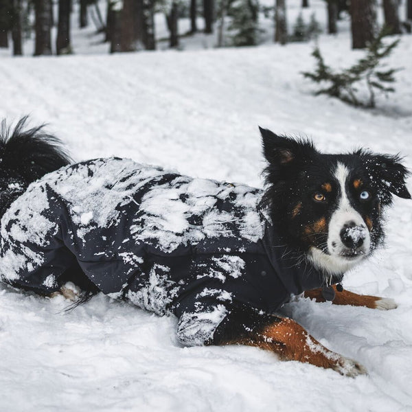 A dog lays down in the snow wearing a Coverall