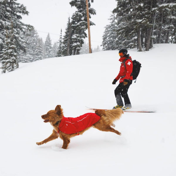 A dog runs in the snow with their snow patrol human