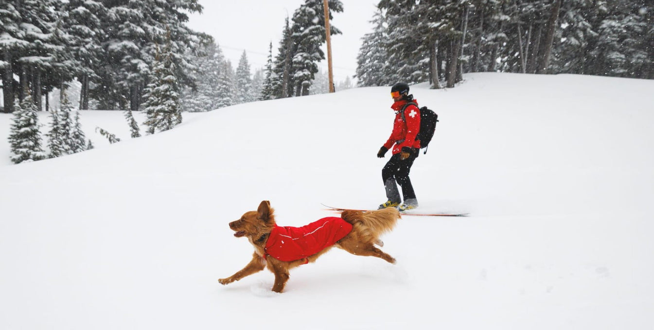 A dog runs in the snow with their snow patrol human