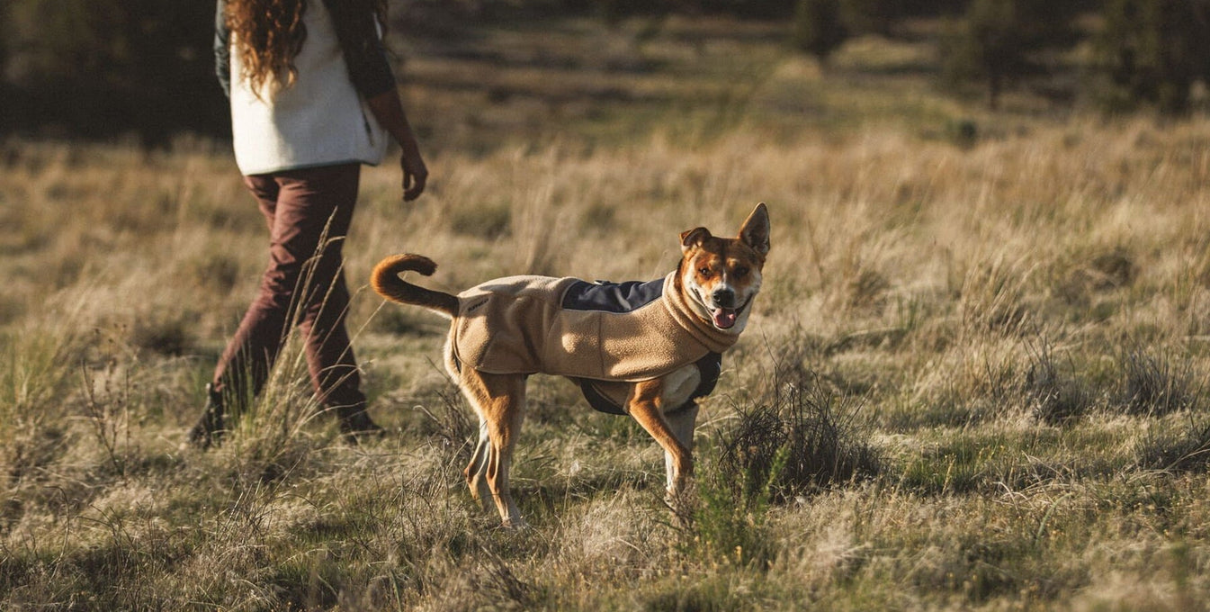 A human and dog walk in grasses