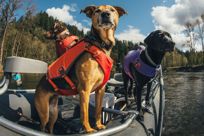 Dogs rafting while wearing life jackets.