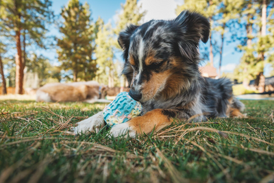 Dog playing with an enrichment toy in the backyard.