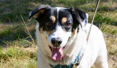 Closeup of a happy dog