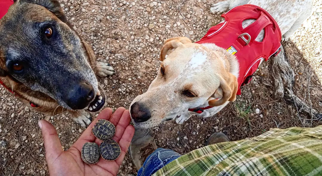 A man stands next to a detection dog. 