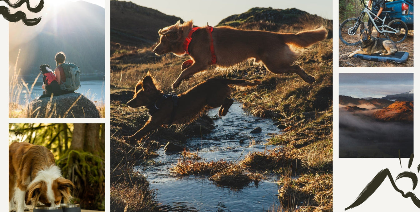 5 different images of dogs camping outside
