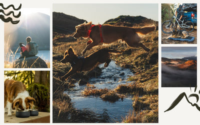 5 different images of dogs camping outside
