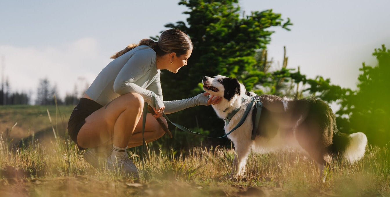 A human rubs a black and white dog's chin while on a run.