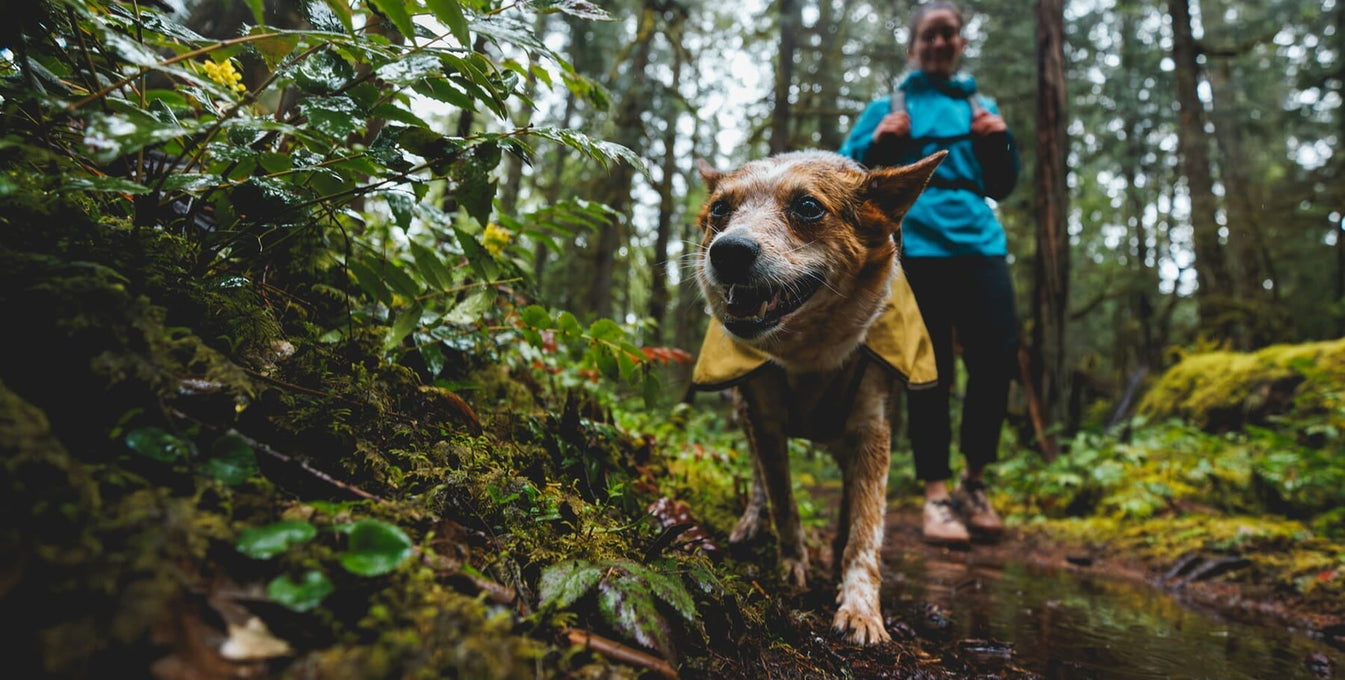 A human and dog explore during mud season.