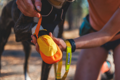 Close up of a dog wearing the Summit Trex™ Dog Shoes.