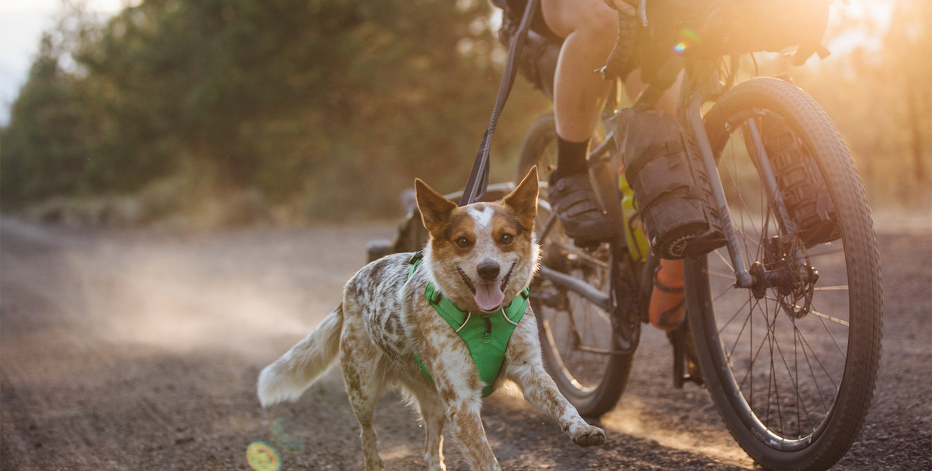 Emma the heeler dog runs alongside Kristen's gravel bike wearing a front range harness and roamer leash.