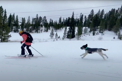 Gloria backcountry skiing with her dog, Alberto.