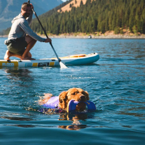Dog swimming and playing in water.