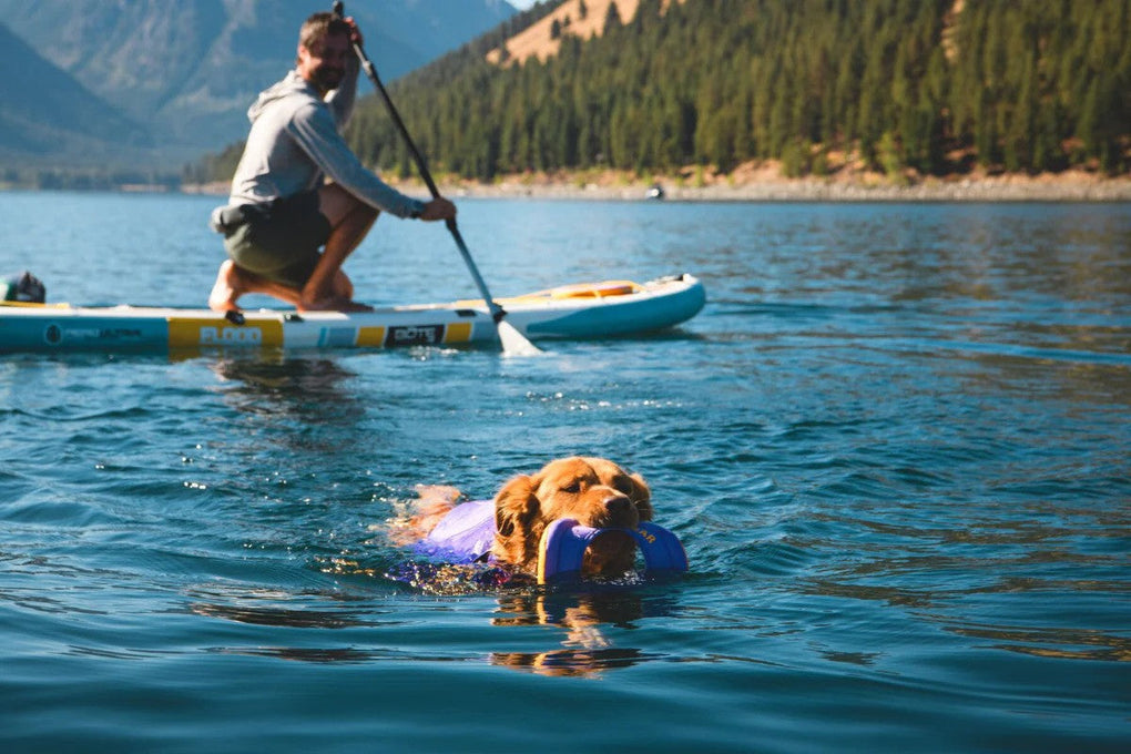 Dog swimming and playing in water.