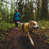 Dog and human hiking in the rain.