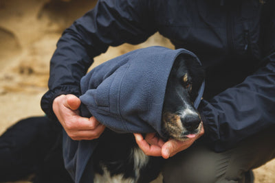 Layering Systems: How to Layer Dog Apparel