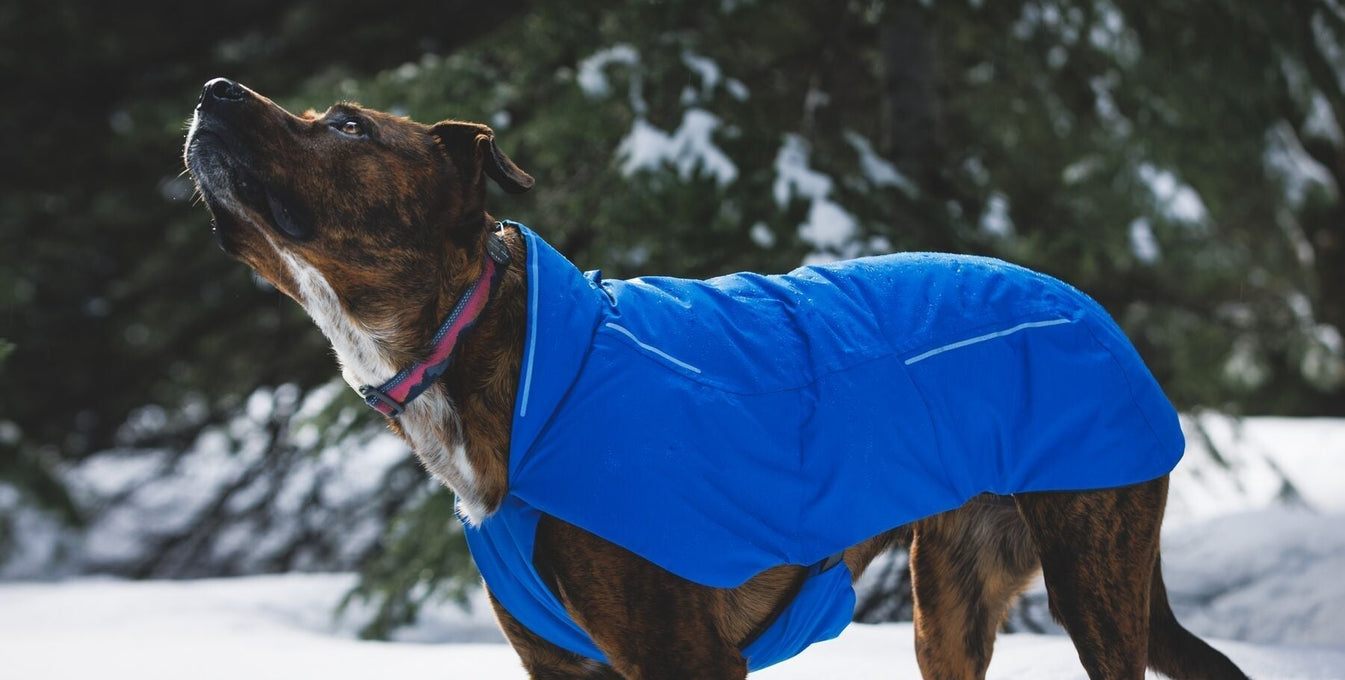 Dog wearing the Vert Jacket in the snow.