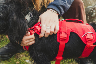 A woman clips a new Web master on her dog