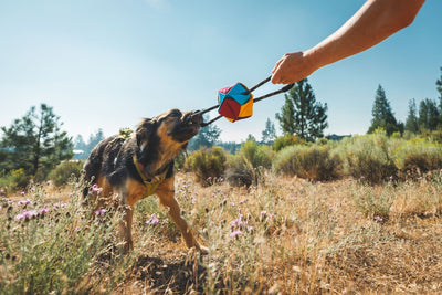 Lennons plays with a tug toy