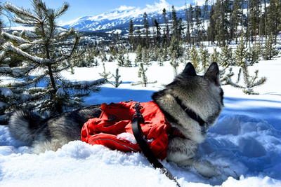 Loba, a malamute-husky mix, on a backpacking trip.