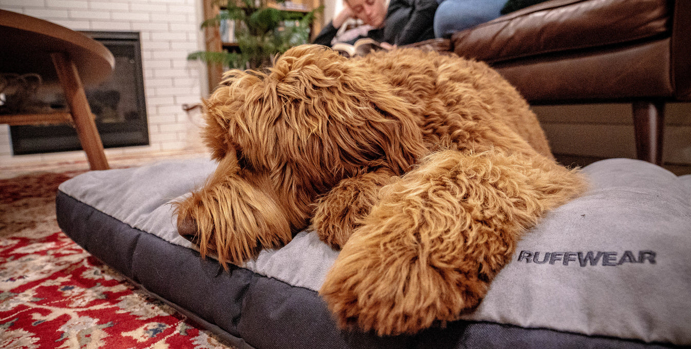 A dog, named Pebble, rests on her Ruffwear Restcycle™ Dog Bed. 