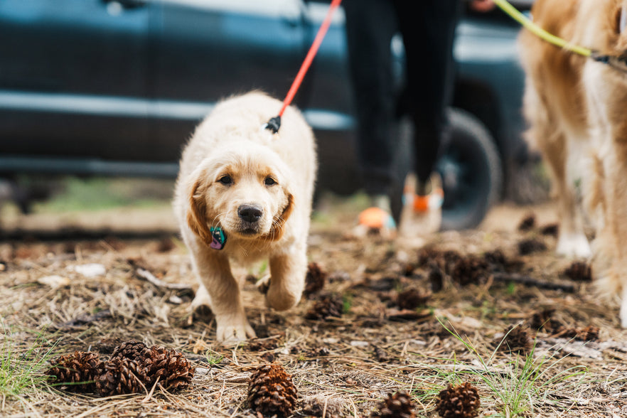 For The Puppies Ruffwear