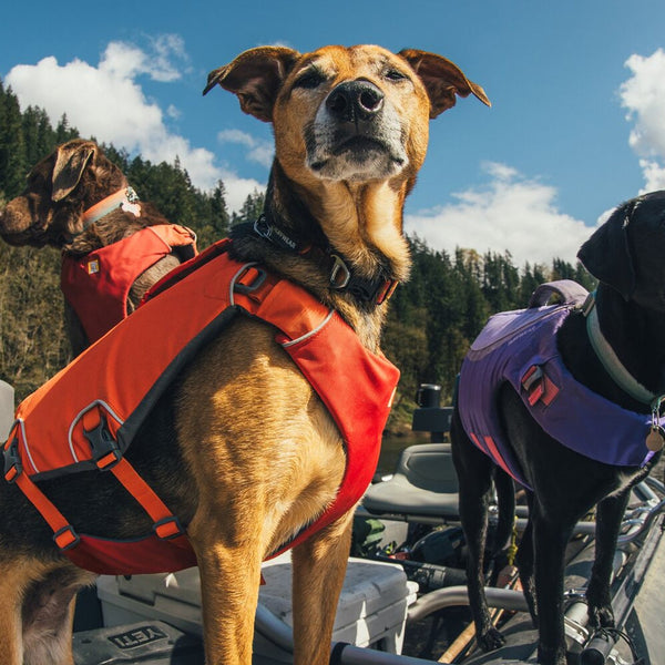 Ruffwear Summer Dog Gear