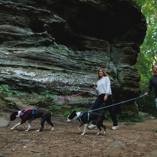 A small dog rides on the back of their human