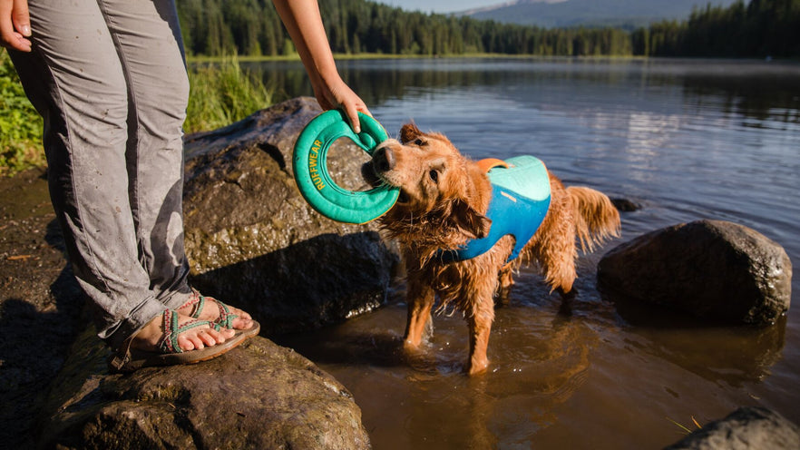 Pet Life Jacket, Dog Swimsuit with Shark Fin, Swimming Float Saver