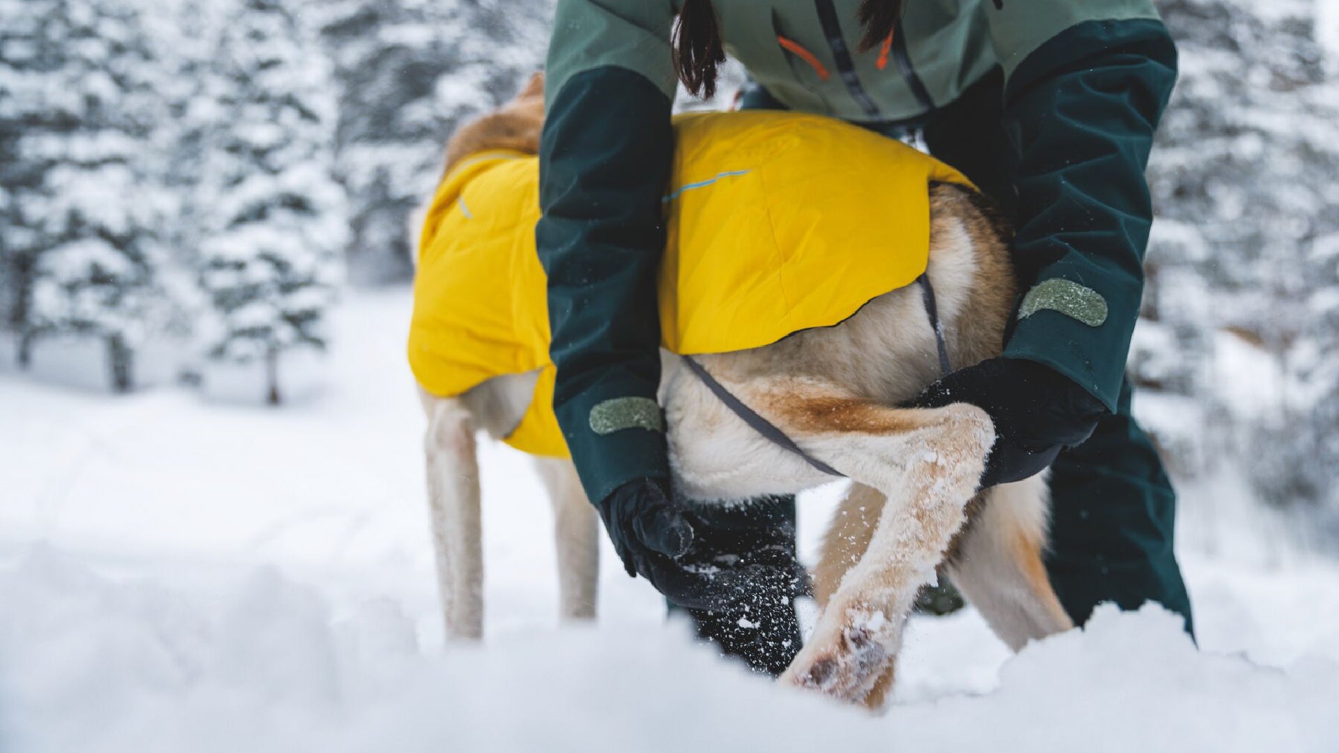 Vert Winter Dog Jacket Waterproof Windproof Insulated Ruffwear