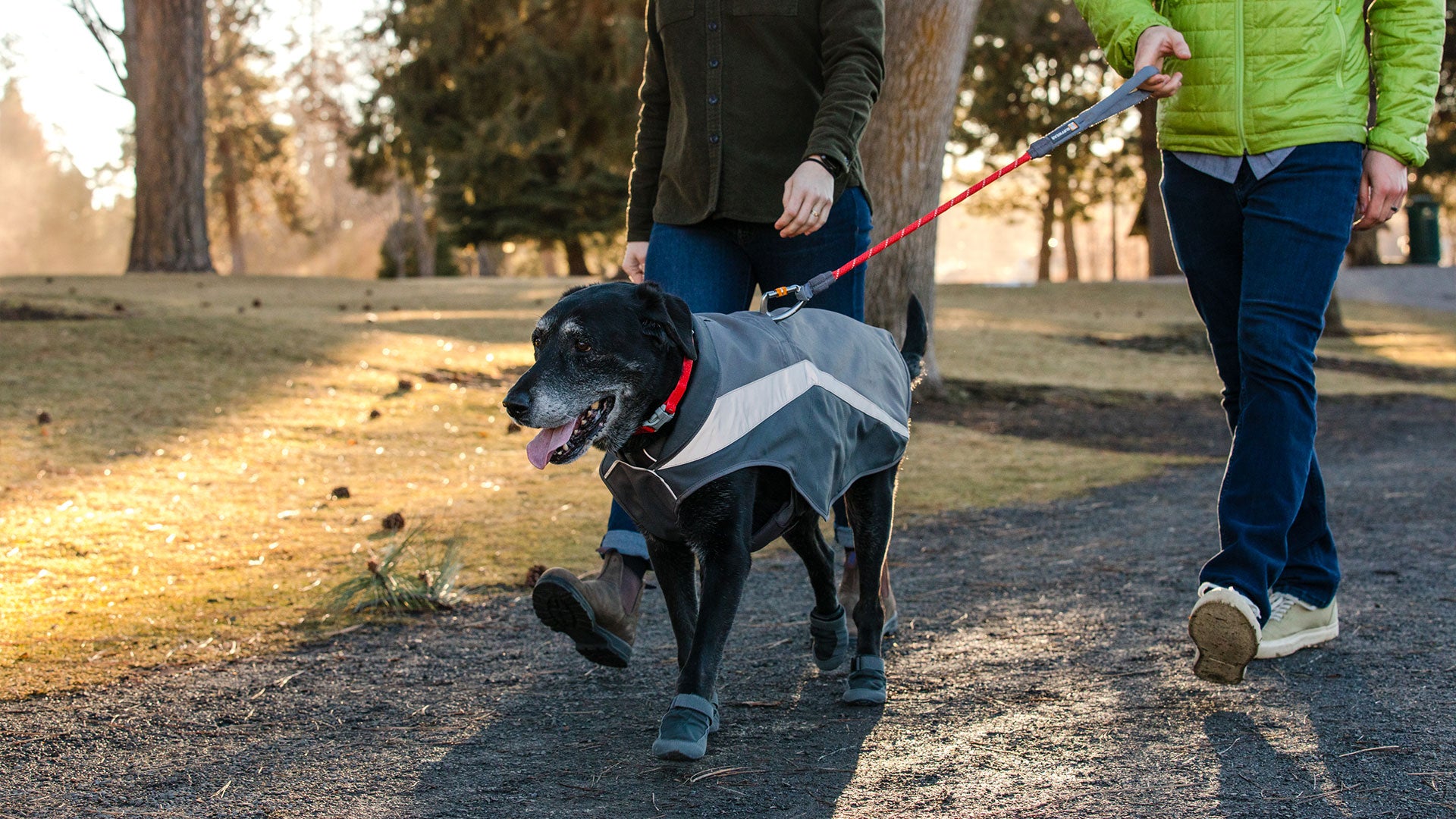 Dog store reflective gear