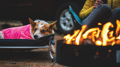 Heeler in climate changer jackets sleeps on mt everrest elevated dog bed next to fire.