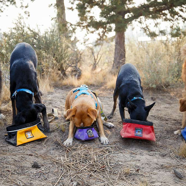 Five dogs drink out of five generations of Quencher dog bowls.