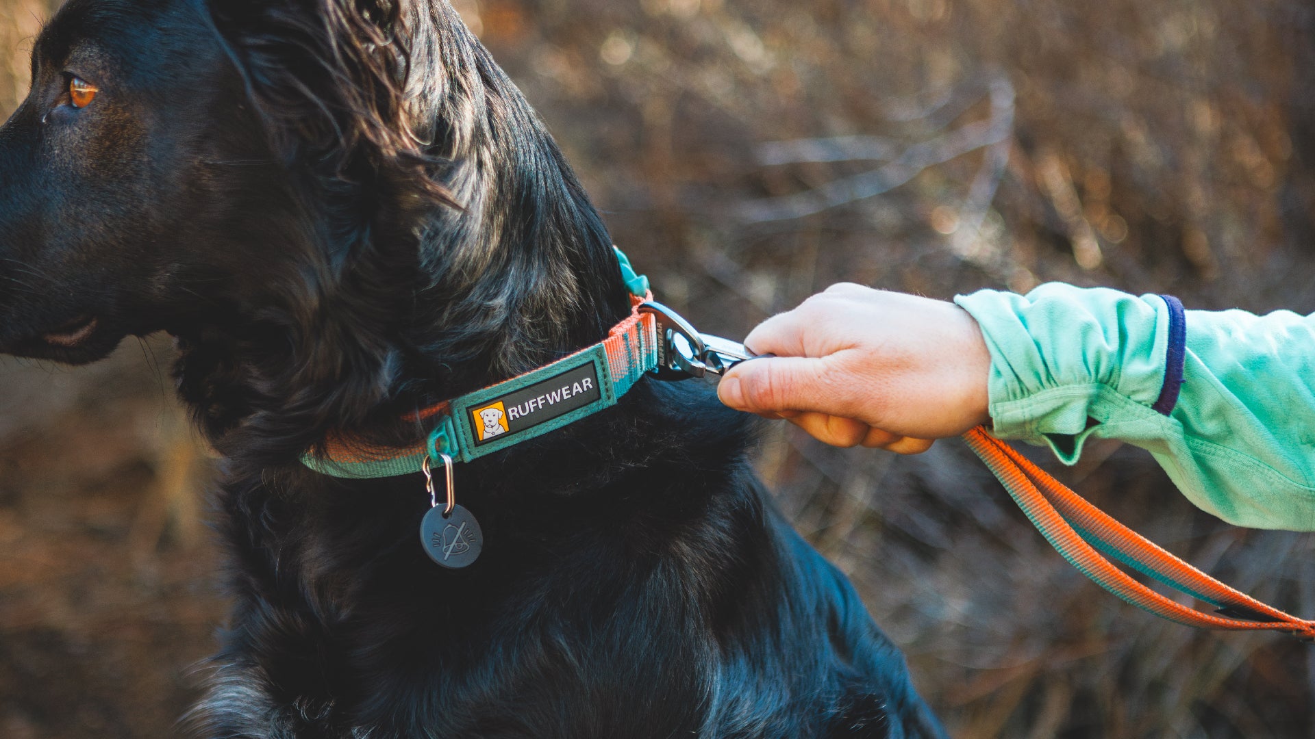 Hoopie collar clearance