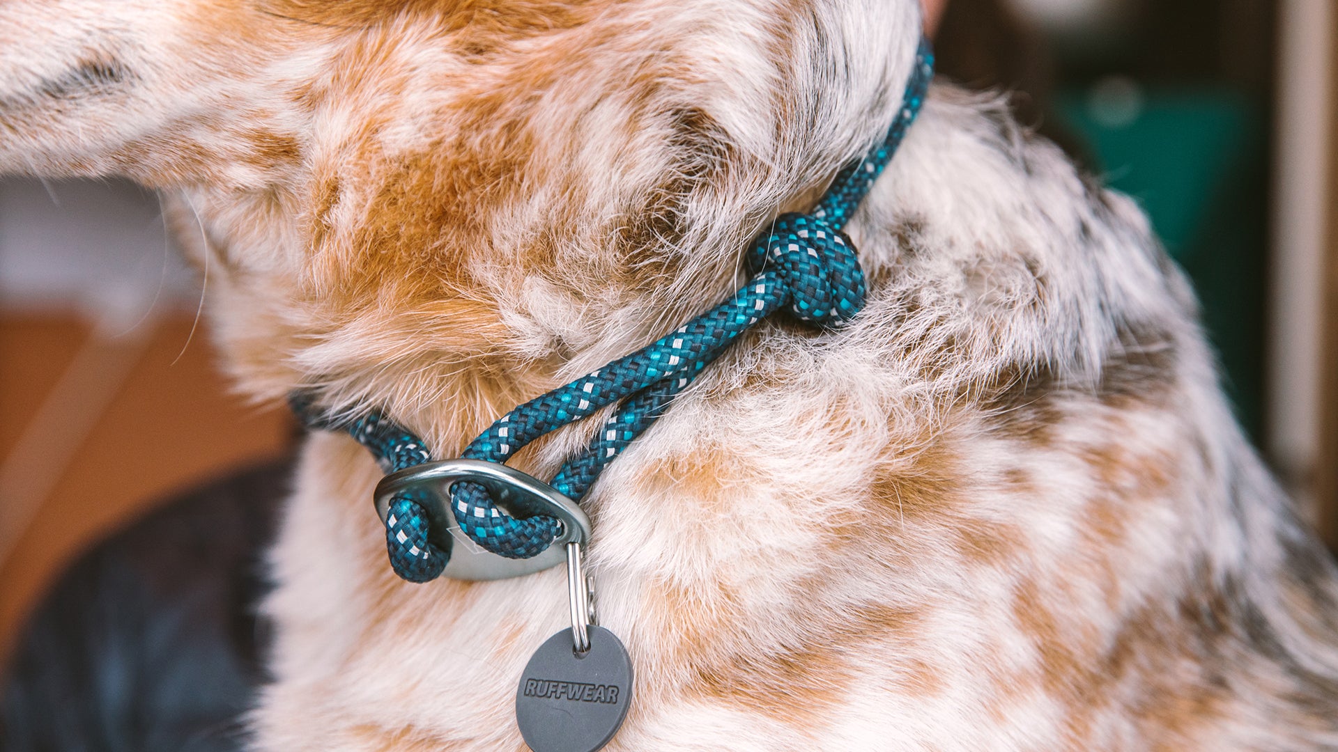 Cord dog clearance collar