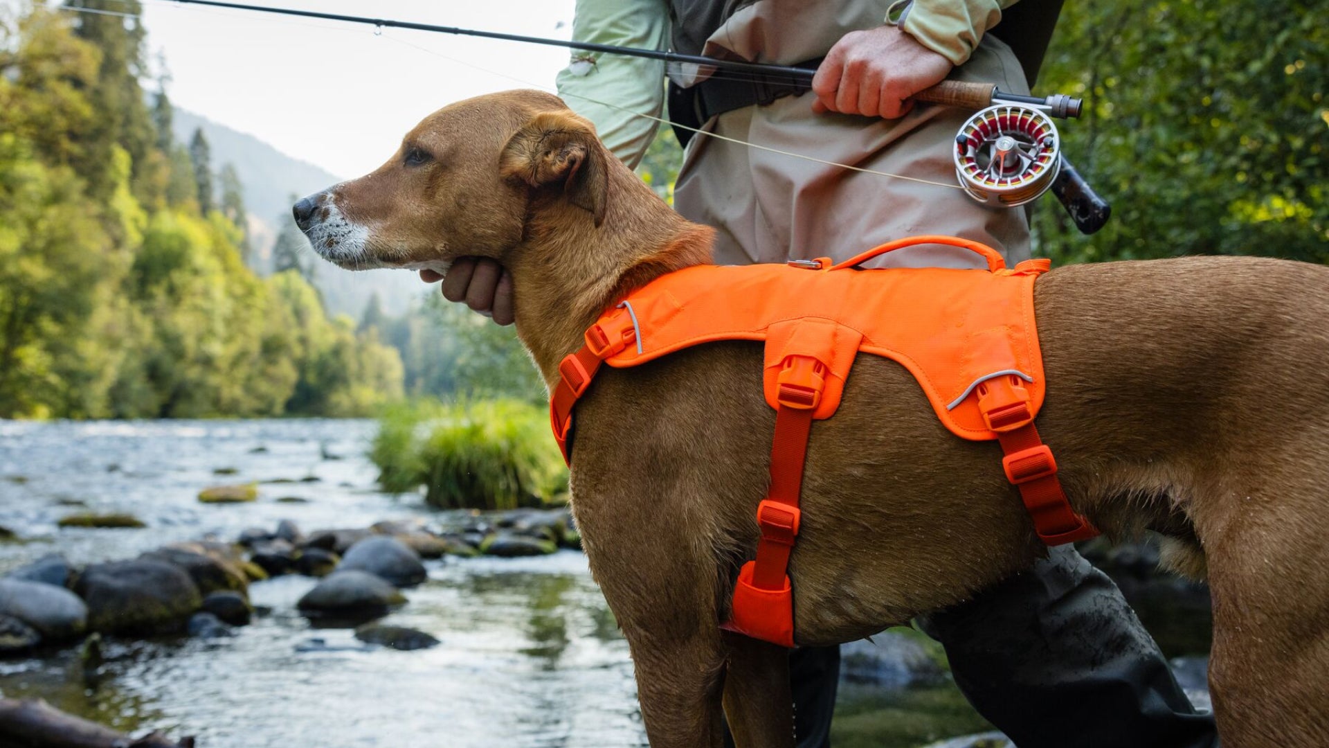 Web Master™ Dog Harness with Handle | Ruffwear