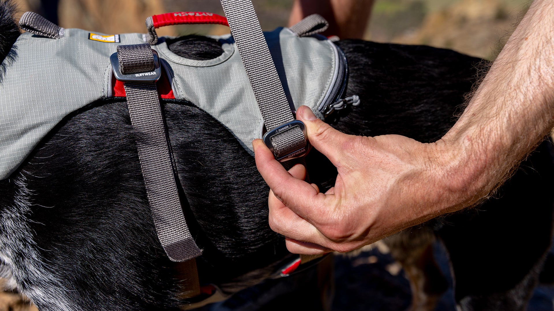 Dog shop climbing harness