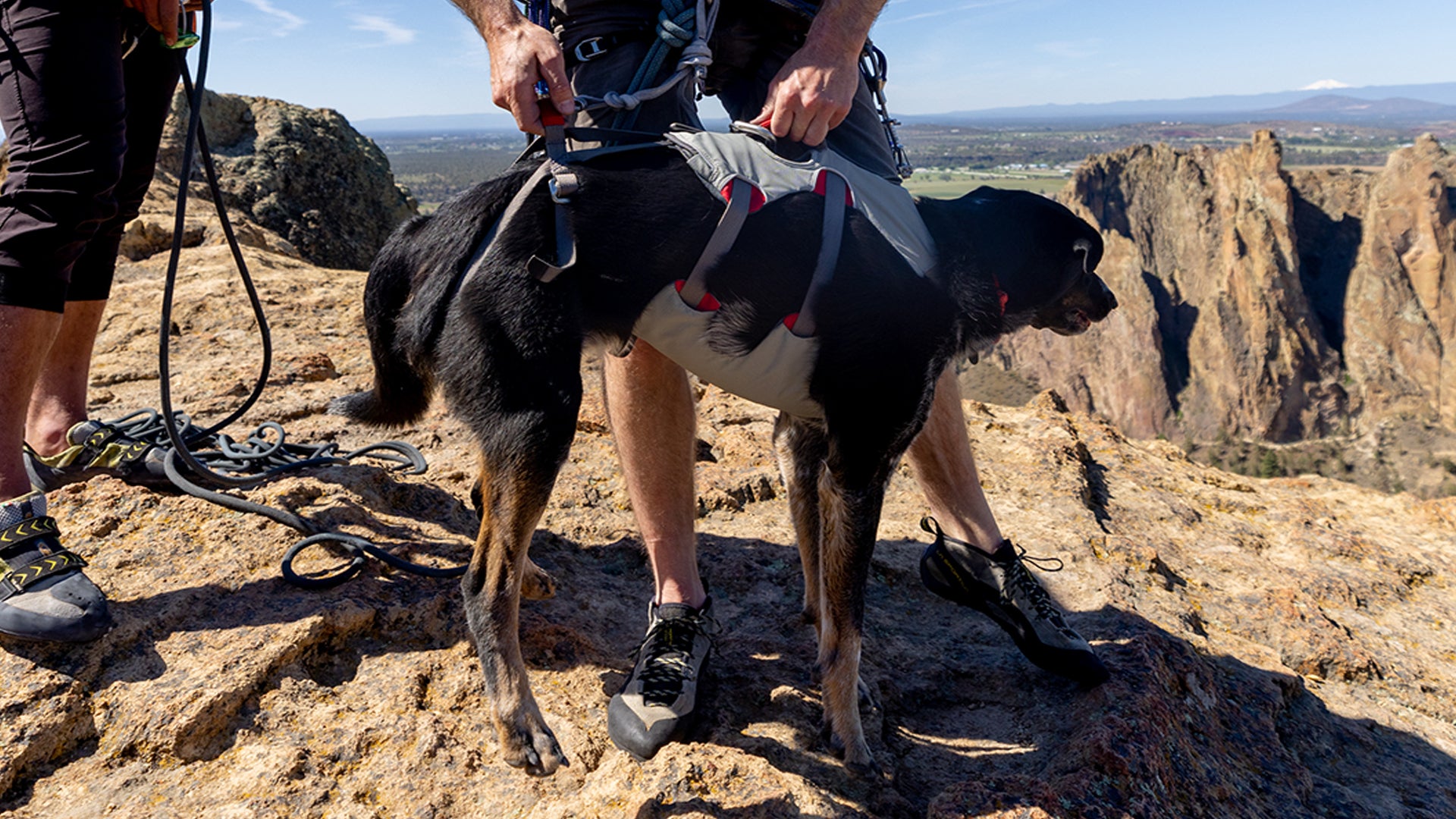 Dog cheap climbing harness