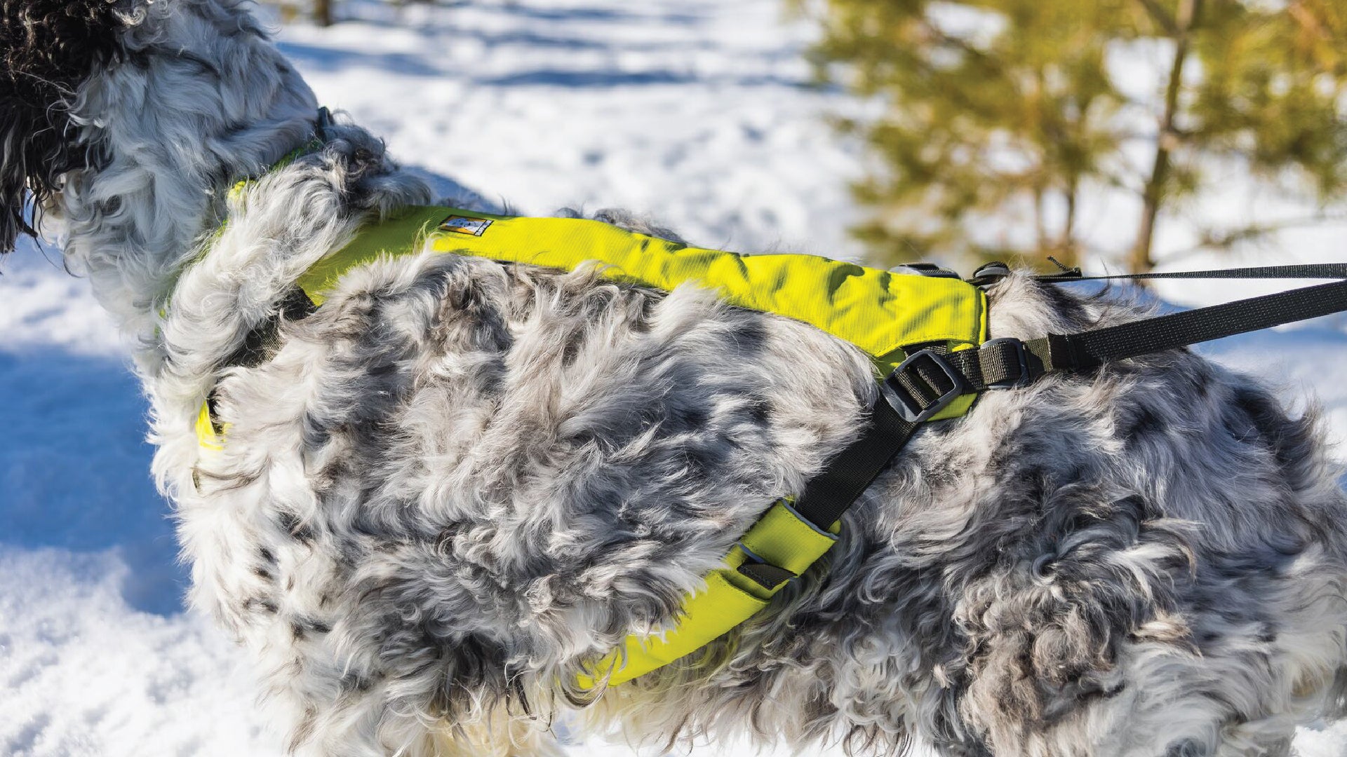 Best joring cheap harness