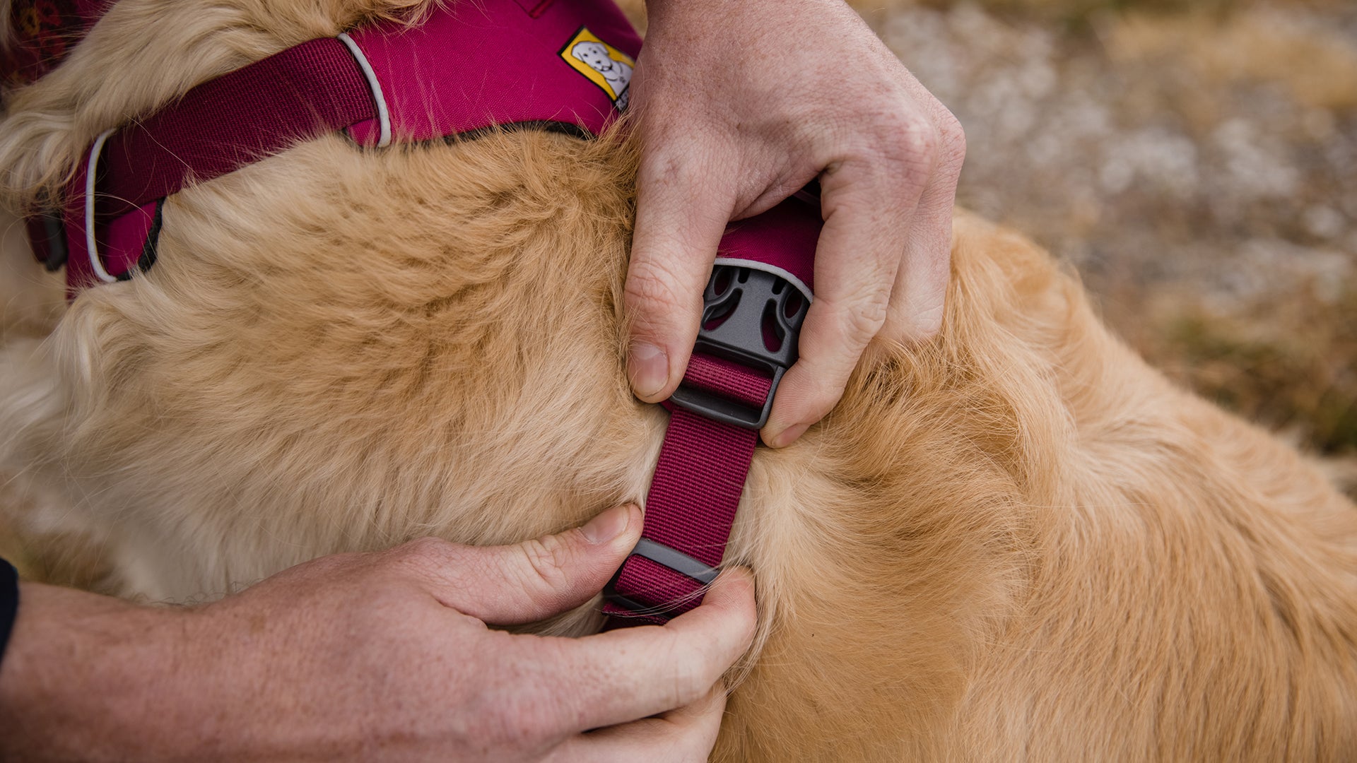 Front Range No Pull Dog Harness Front Clip Harness Ruffwear