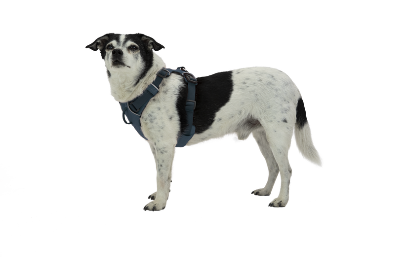 Ruffwear front clip 2024 harness