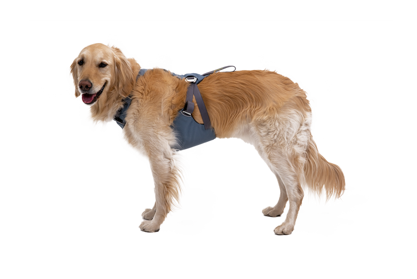 Dog restraint harness hotsell