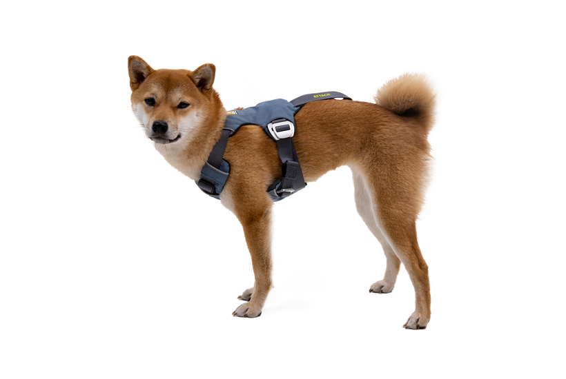 Dog top cargo harness