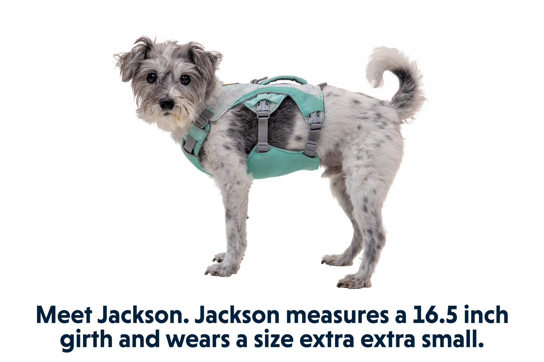 Three peaks assamble dog harness