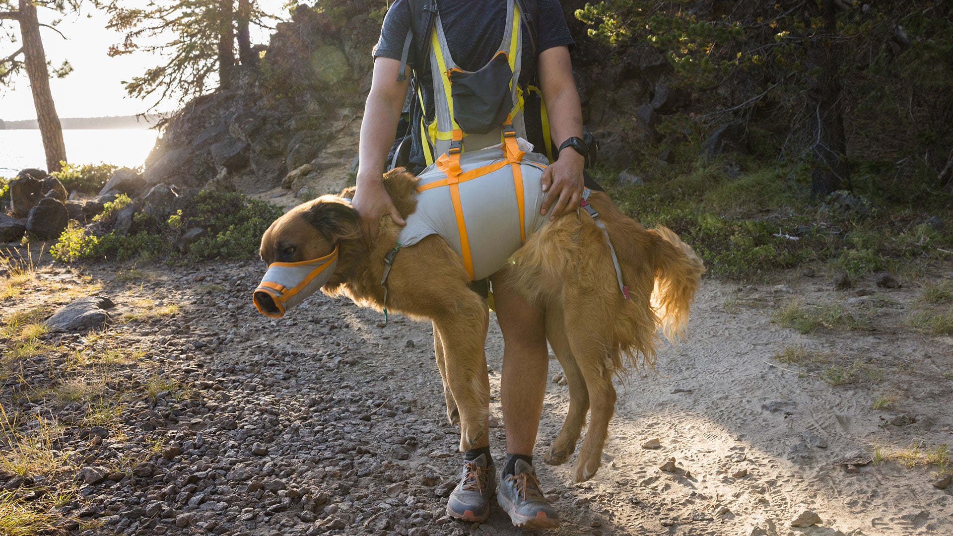 Dog shop emergency carrier